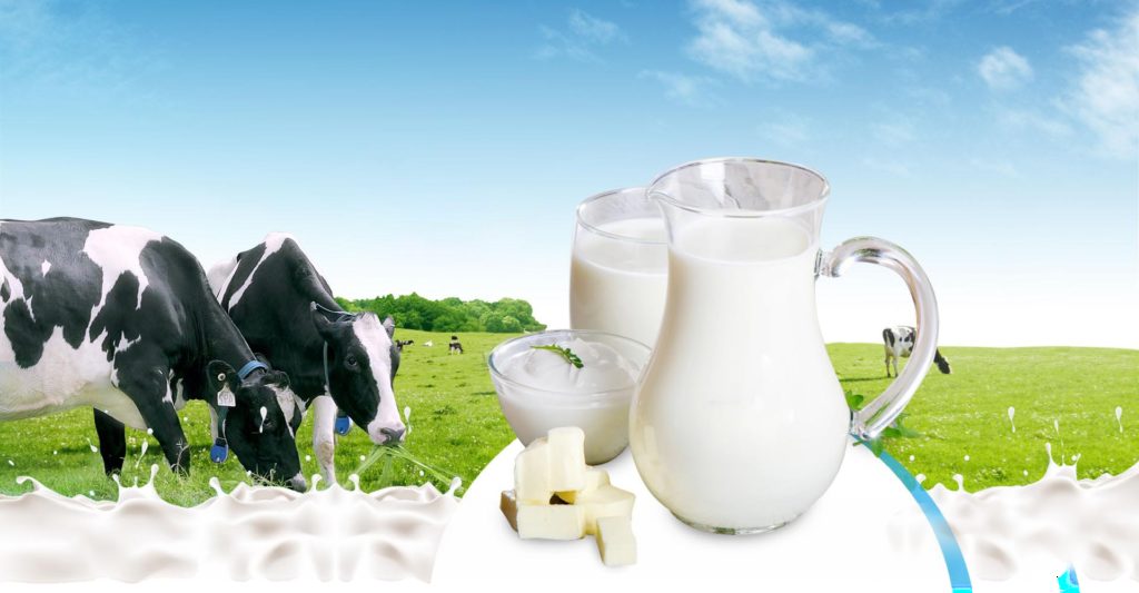dùng sữa giúp tăng vòng 1 tại nhà